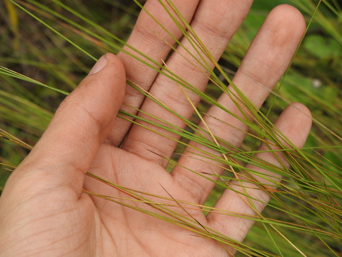 Image of Southern Wiregrass (Aristida beyrichiana) by no rights reserved