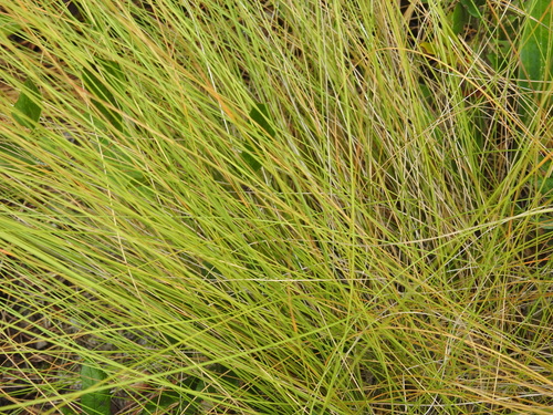 Image of Southern Wiregrass (Aristida beyrichiana) by no rights reserved