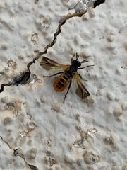 Ripiphorus