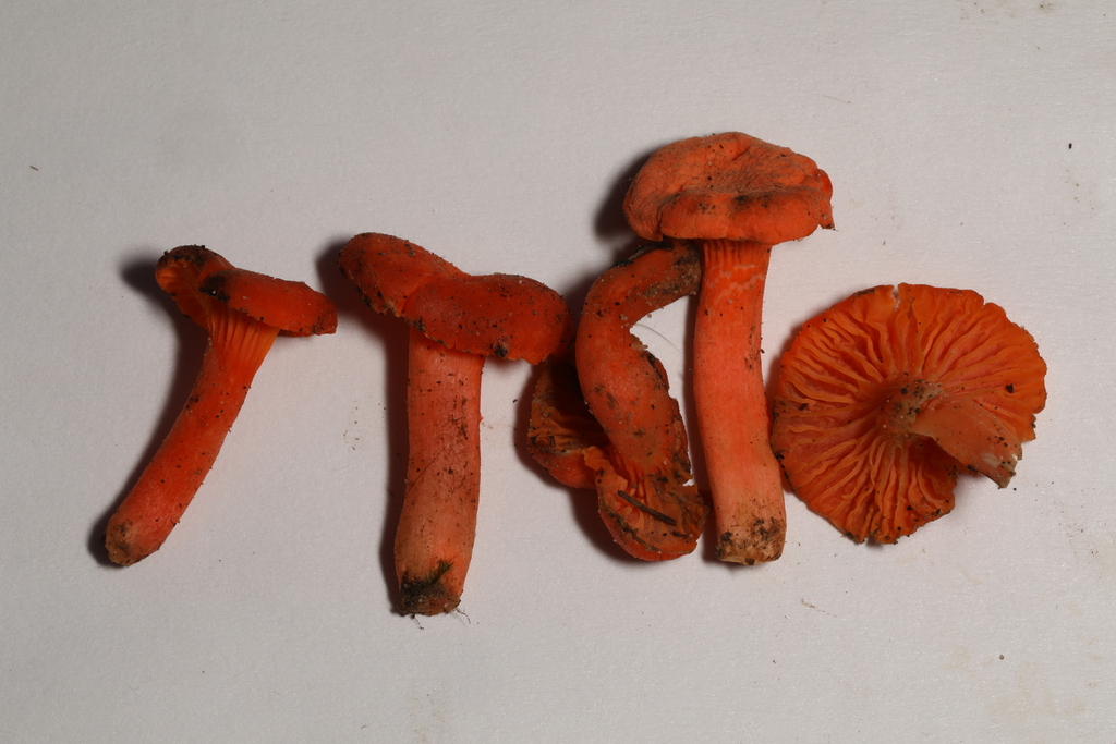 chanterelles from Centre Hall, PA 16828, USA on August 4, 2023 at 0619