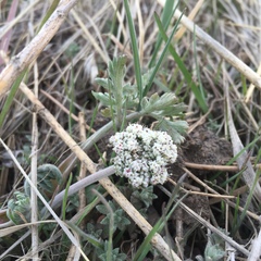 Lomatium orientale