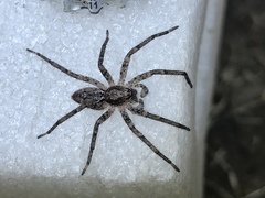 Tomopisthes horrendus
