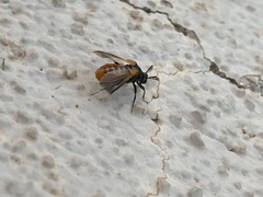 Ripiphorus