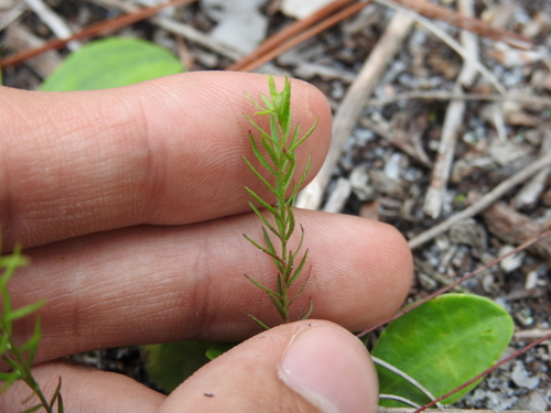 Image of Lechea torreyi by no rights reserved