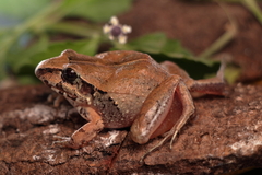 Taylor's Barking Frog photo 4