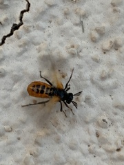 Ripiphorus