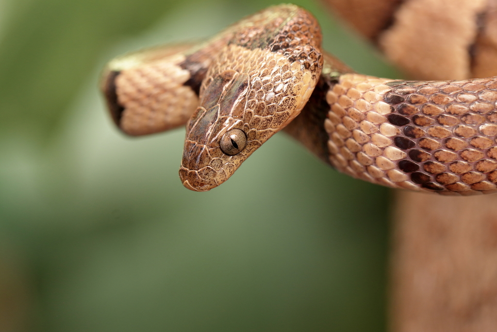 Mexican Lyre Snake from Ayala, Mor., México on August 22, 2023 at 06:05 ...