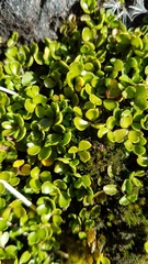 Azorella hydrocotyloides