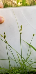 Carex reniformis