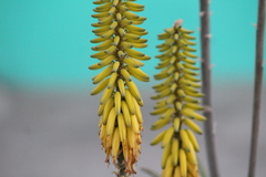 Aloe vera