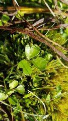 Azorella hydrocotyloides