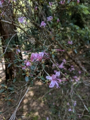 Rhododendron noriakianum