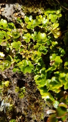 Azorella hydrocotyloides