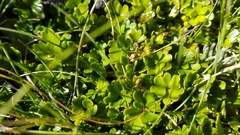 Azorella hydrocotyloides