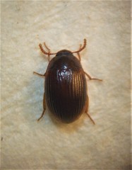 Platydema