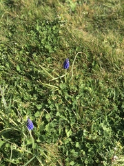 Muscari neglectum