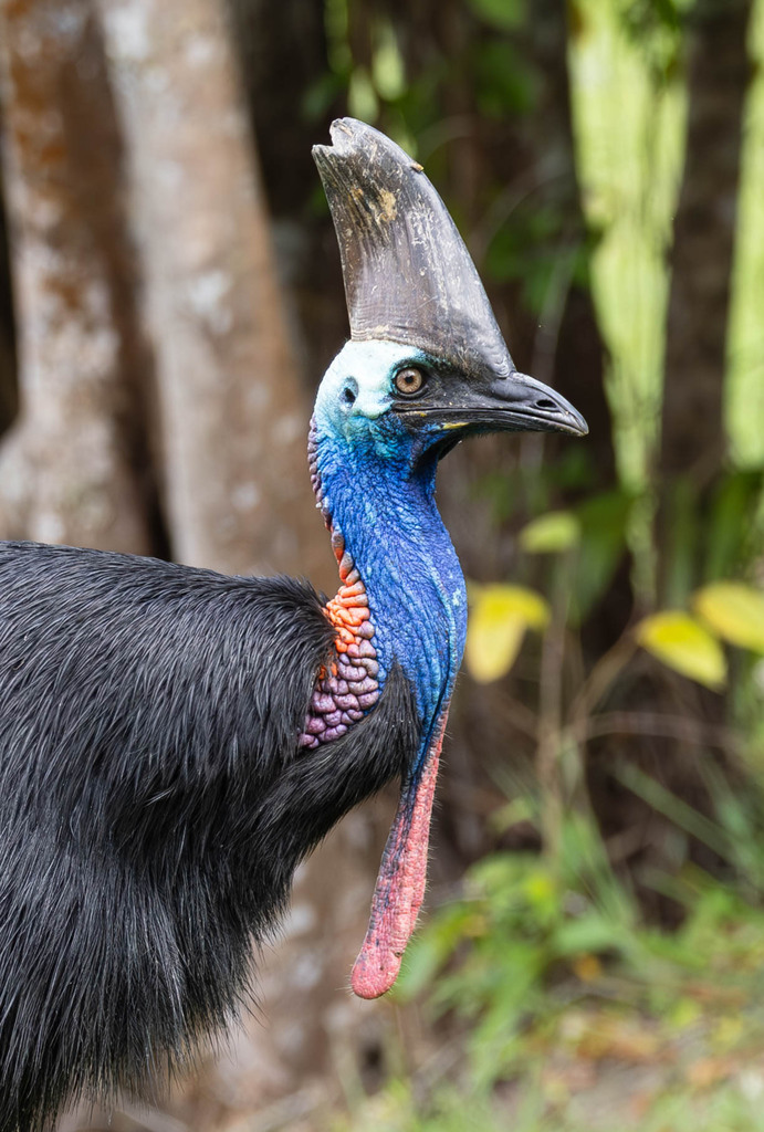 Southern Cassowary from Etty Bay QLD 4858, Australia on October 18 ...