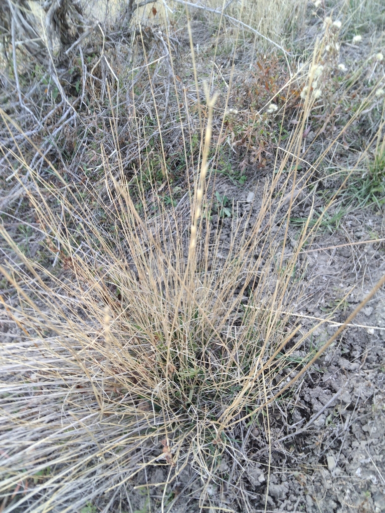 grasses from Paradise, UT 84328, USA on November 15, 2023 at 04:25 PM ...