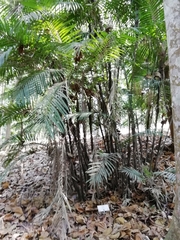 Bactris major