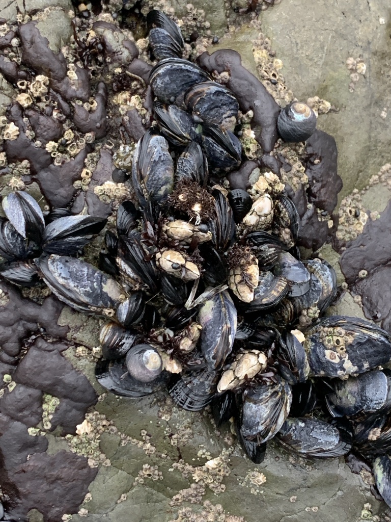 California Mussel from North Pacific Ocean, Pacifica, CA, US on