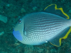 Xanthichthys auromarginatus