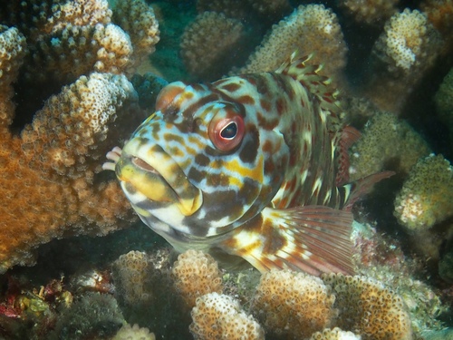 Stocky Hawkfish