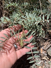 Astragalus allochrous