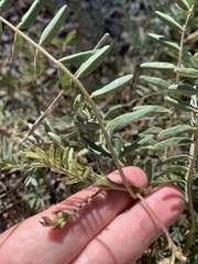 Astragalus allochrous