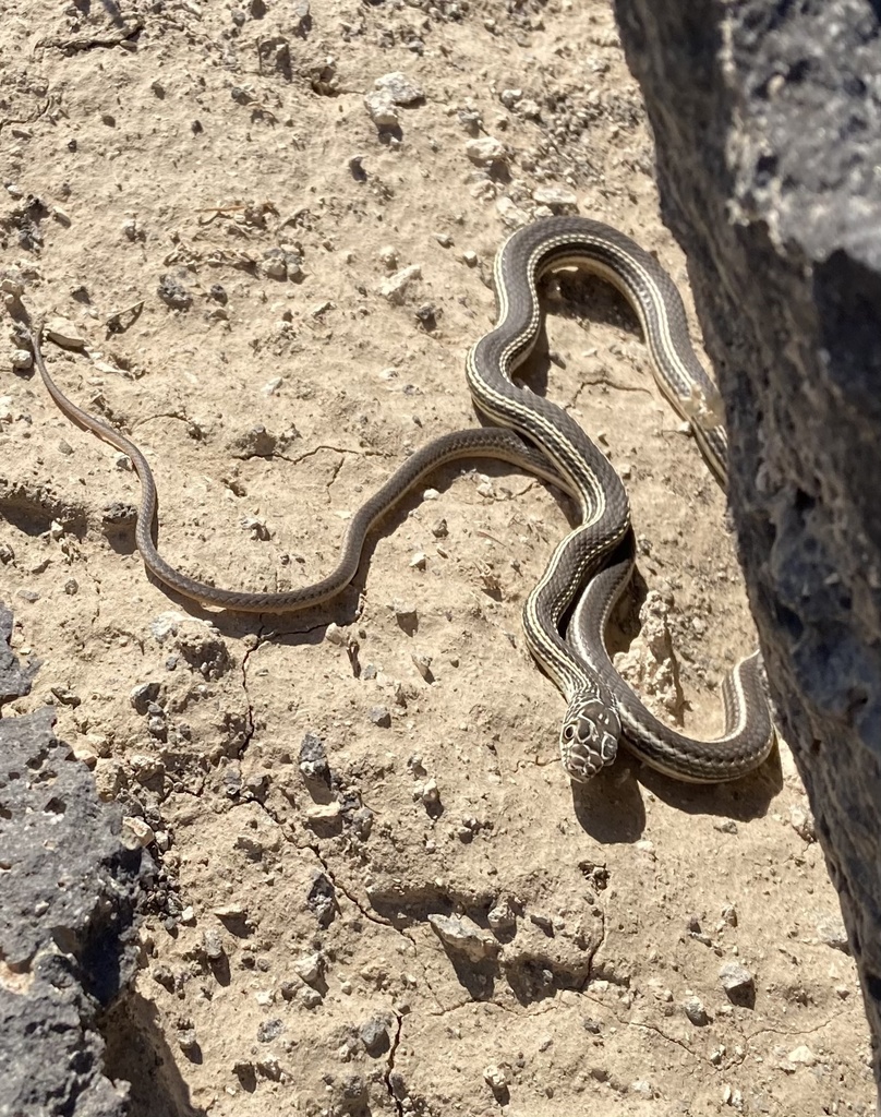 Desert Striped Whipsnake in November 2023 by Charlie Justus. 60 degrees ...