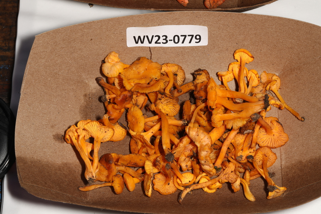 chanterelles from Centre Hall, PA 16828, USA on August 4, 2023 at 0620