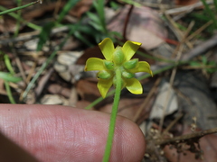 Ranunculus papulentus, photograph Thomas Mesaglio, CC BY, iNaturalist via GBIF