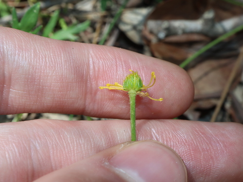 Ranunculus papulentus, photograph 2