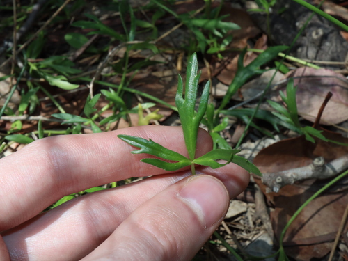 Ranunculus papulentus, photograph 3