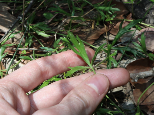 Ranunculus papulentus, photograph 4