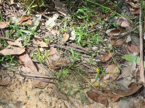 Ranunculus papulentus, photograph 5