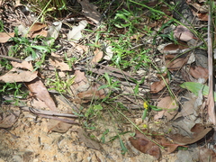 Ranunculus papulentus, photograph Thomas Mesaglio, CC BY, iNaturalist via GBIF