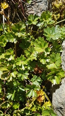 Azorella roughii