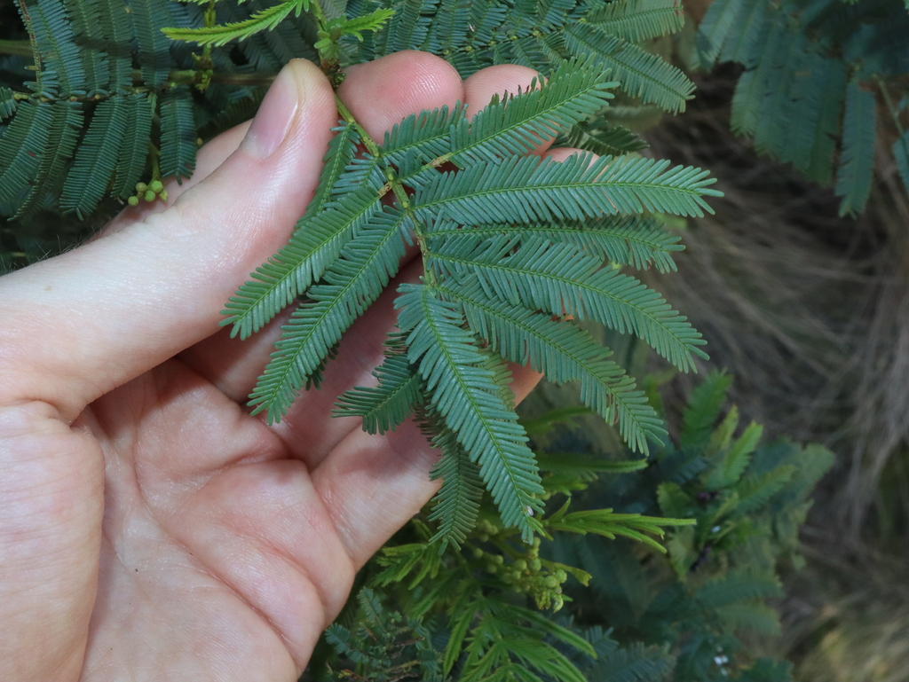 Acacia parramattensis botanical reference