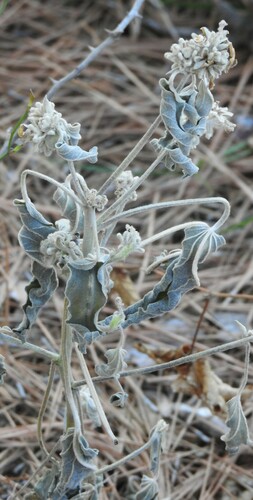 Image of Threeseed Croton (Croton lindheimerianus) by (c) saltyhiker, some rights reserved (CC BY)