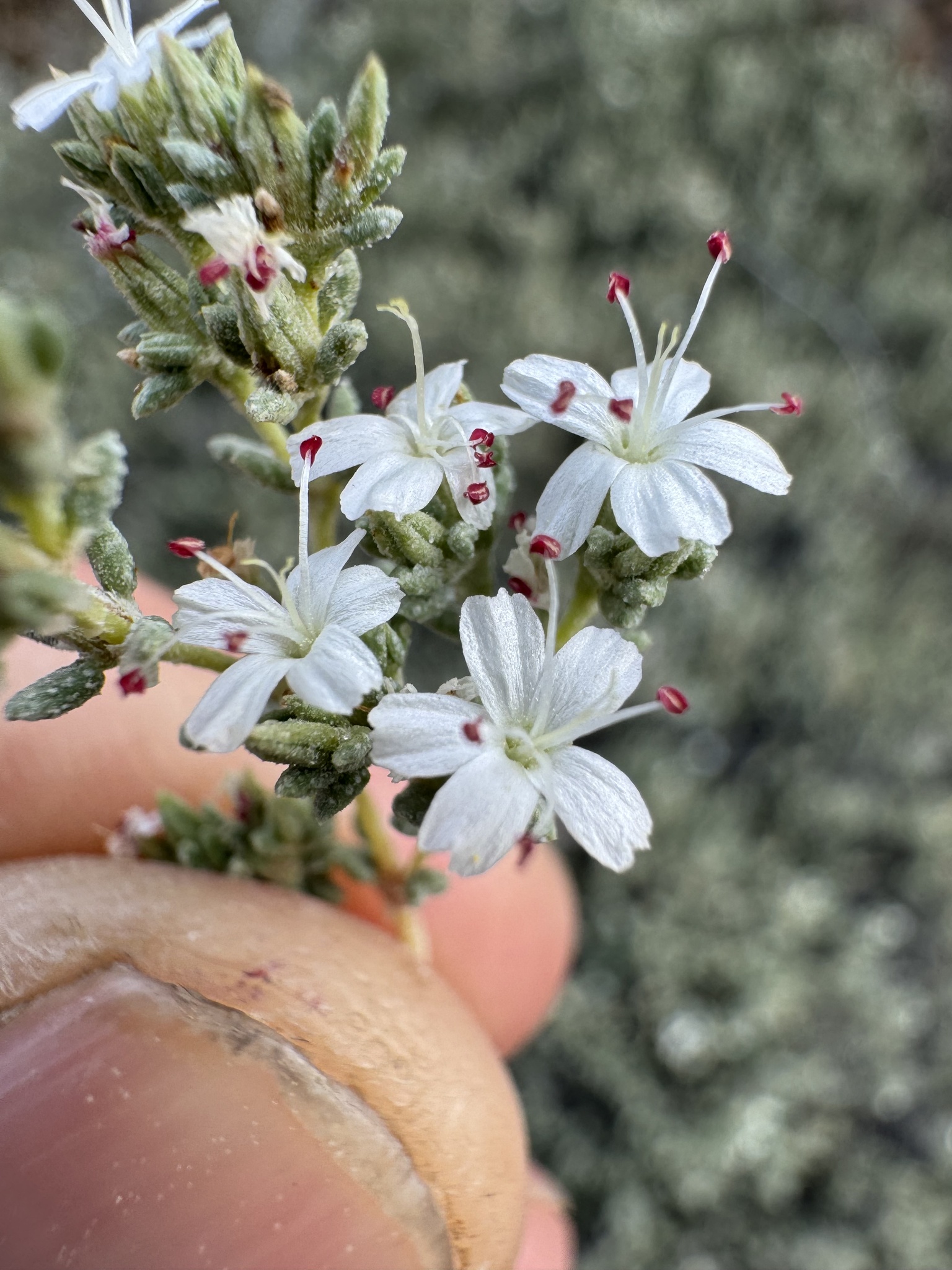 Frankenia palmeri