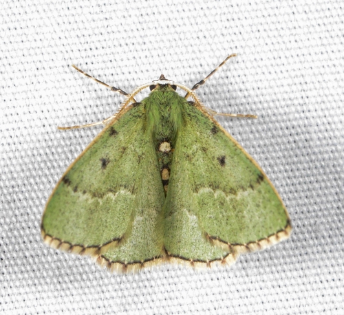 Red-bordered Emerald