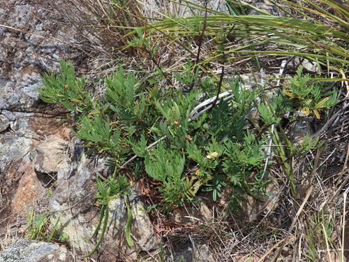 Senna aciphylla, photograph 5