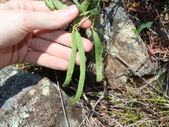Senna aciphylla, photograph Thomas Mesaglio, CC BY, iNaturalist via GBIF