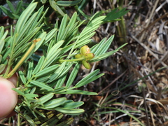 Thomas Mesaglio, CC BY, iNaturalist via GBIF Senna aciphylla, photograph Thomas Mesaglio, CC BY, iNaturalist via GBIF