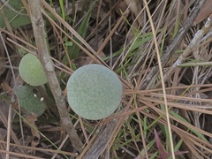 Amphibolips quercuscinerea
