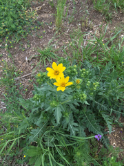 Engelmannia peristenia