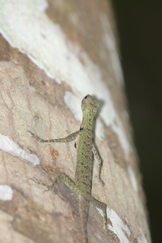 Black-barbed Flying Dragon, Draco melanopogon