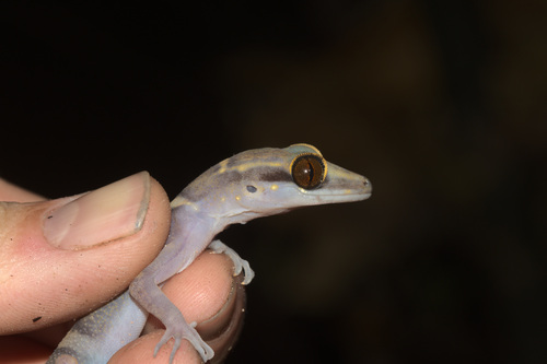 Tioman Island Bent-toed Gecko, Cyrtodactylus tiomanensis