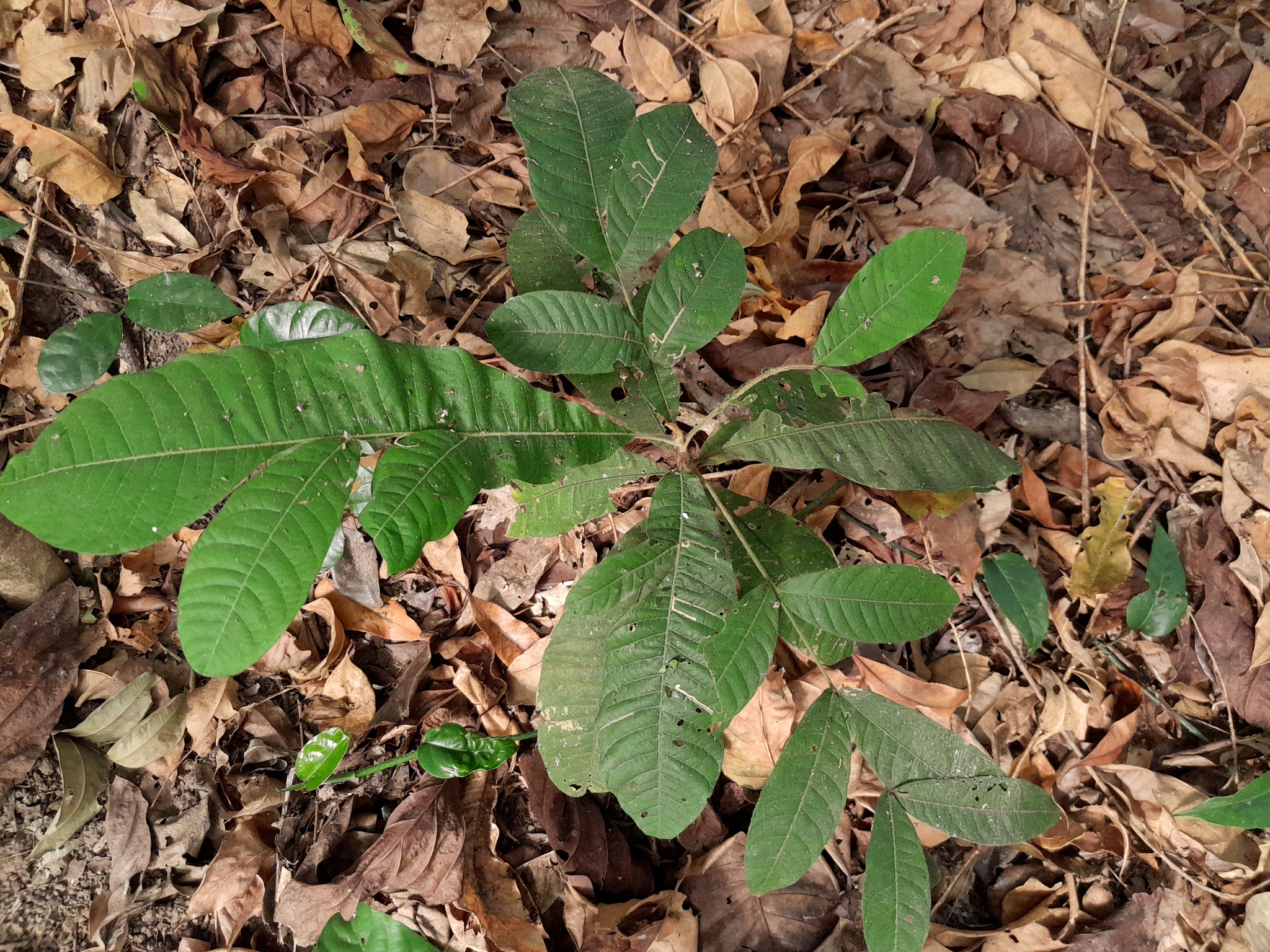 Native Tamarind (Diploglottis diphyllostegia)