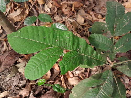 Diploglottis diphyllostegia, photograph 2